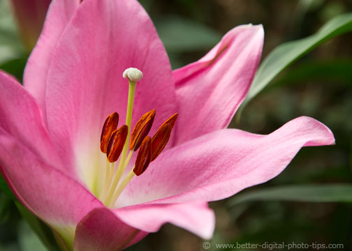 Small Wonders, Big Creativity: Macro Photography Fun. Need some macro photography ideas or inspiration? This post will help. See these sample macro photos.