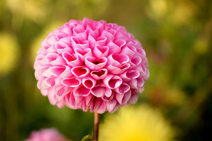 simple macro lighting flower 2